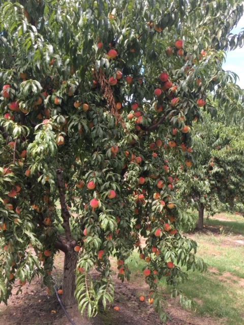 Fresh Ripe Peaches Tree In The Garden